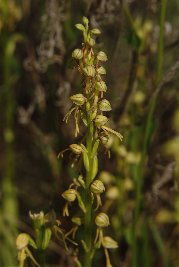 Orchidee nel pisano